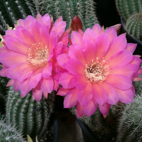 Meet your Posher, Kathy - Picture 1 of 1